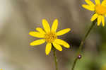 Roundleaf ragwort